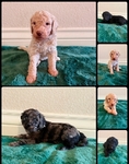 Goldendoodle Puppies