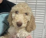 Goldendoodle Puppies