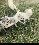Tiny chihuahua puppies LOOK