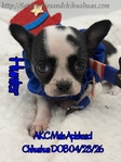 AKC Applehead Smooth Coat Chihuahuaa