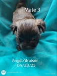 SHIH TZU'S