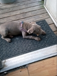 Beautiful Female Silver Lab puppy