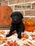 Lab Puppies