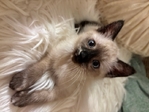 Adorable Siamese Kitten