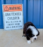 Miniature Australian Shepherd male