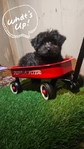 YorkiPoo  male  $600
