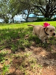 Golden Retriever puppies AKC