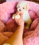 Teacup Poodles & Toy Poodle puppies