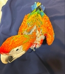 Sun Conures, WB Caiques, Quakers and Flame Macaw