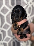 Full blooded standard short hair dachshund