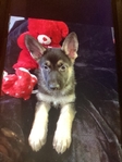 AKC GORGEOUS CHAMPION BLOODLINE GERMAN SHEPHERD PUPPIES
