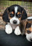 Beagle Puppies 6 Weeks