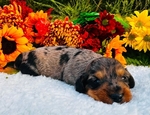 AKC Miniature Dachshund Puppies