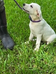 Cream White Obedience Trained Labrador Female