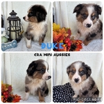 Mini aussies