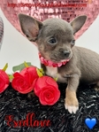 Breathtaking Male AKC Applehead Chihuahua