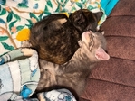 Beautiful kittens