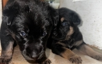 German shepherd pups