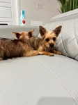 Yorkie