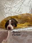 Beagle puppies AKC