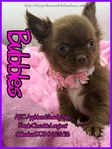 AKC Chocolate Applehead Longcoat Chihuahuas