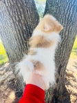 Teacup Pomeranian Female