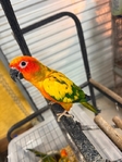 Baby Sun Conures