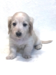 AKC Dachshund Puppies -New litters due to be born in December