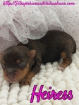 AKC Chocolate & Tan Female Yorkies