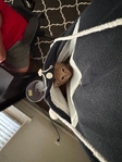 Free male kitten