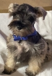 CKC miniature schnauzers