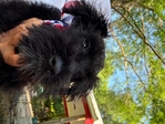 Akc miniature make schnauzer