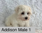 Shih Tzu's and Maltese $100 @ up