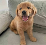 AKC Registered Golden Retriever puppies