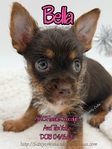 AKC Female & Male ChiYorkie