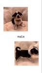 Cowboy Corgis
