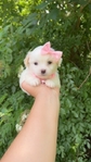 Teacup shih tzu