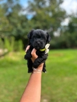 Tiny yorkiepoo