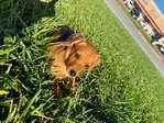 Forgive puppies