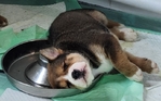 Puppies for sale