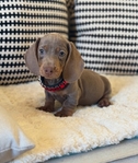DACHSHUND PUPPIES - READY NOW