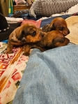 Register Dachshund NAPR