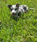 A Little Corgi, A Lot of Love