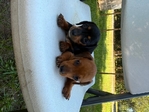 Miniature dachshunds