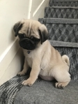 Stunning Litter Of Fawn Pugs Puppies Available