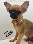AKC Mini Male Applehead Chihuahua