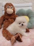 Purebred Pomeranian Puppies
