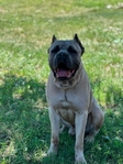 Cane Corso babies coming SOON!