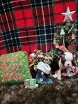Miniature Boston Terrier Puppies!
Perfect for Christmas!!