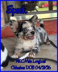 AKC Long and Smooth Coat Chihuahuas